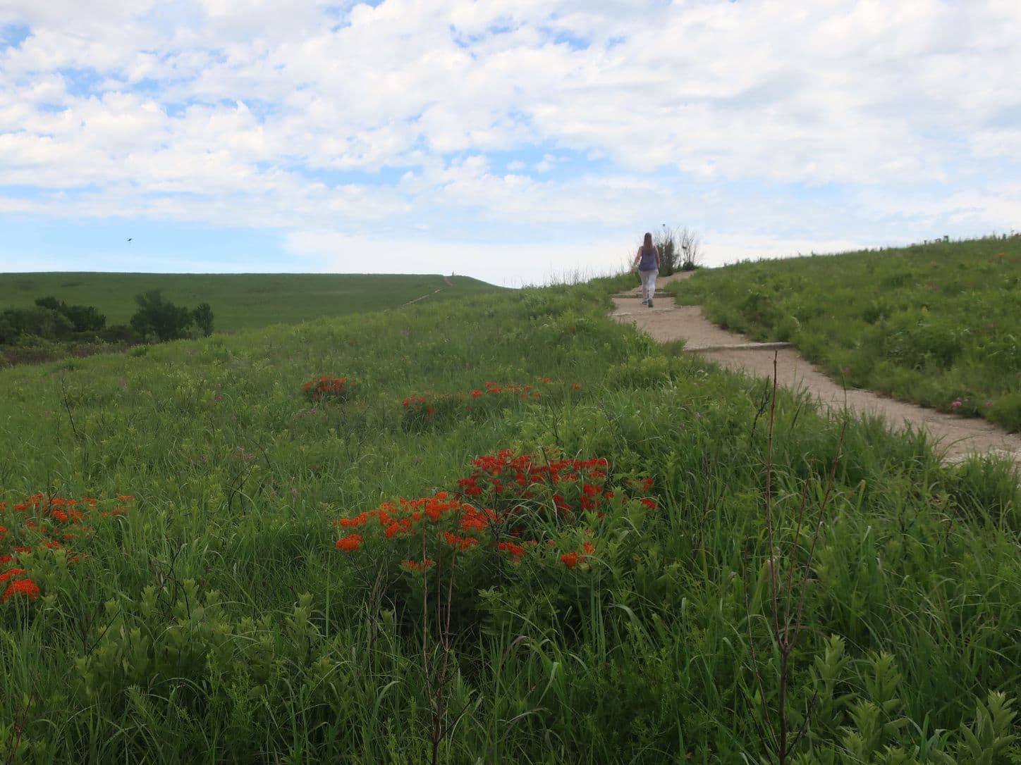 A woman walks along a path through a grassy field with orange flowers under a cloudy sky.