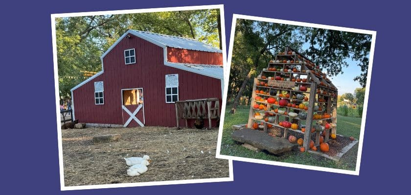 A red barn with a white door and a display of pumpkins on a wooden structure nearby.