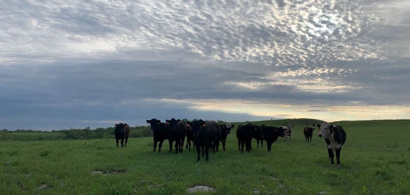A group of cows stands in a grassy field under a cloudy sky.