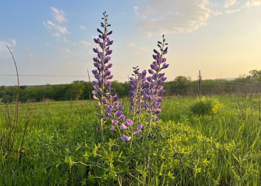 Two tall purple lupine flowers bloom in a grassy field under a soft sunset sky.