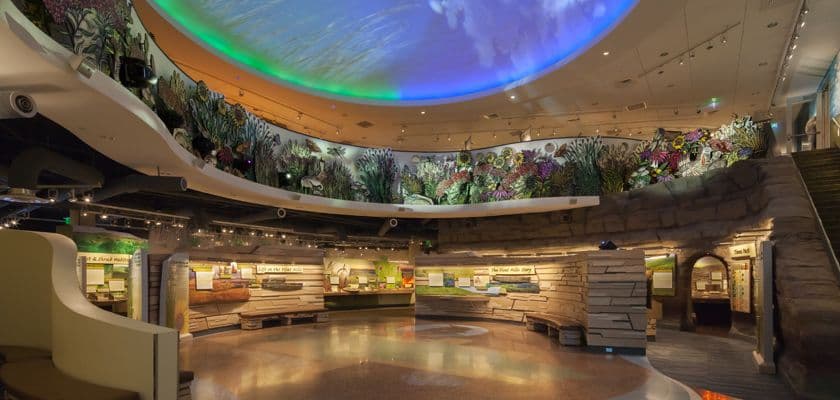 An interior view of a spacious exhibit area featuring a colorful, cloud-themed ceiling and naturalistic decor.