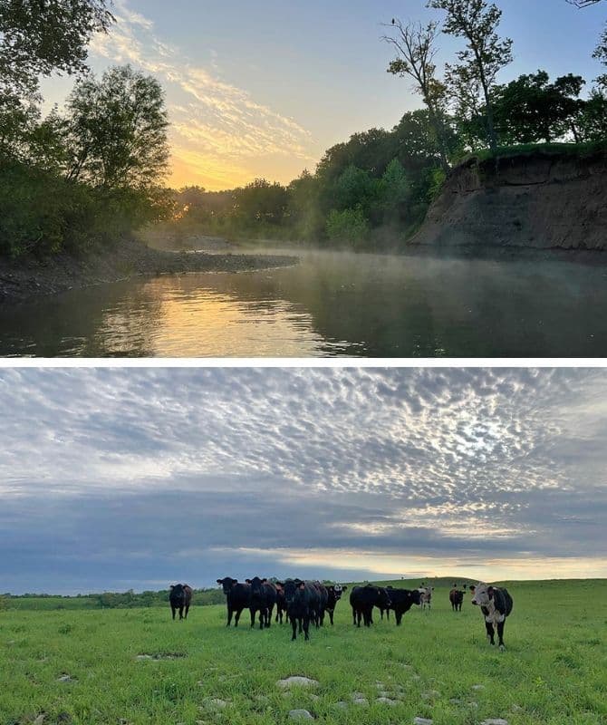 A serene landscape featuring a sunrise over a misty river above and a herd of cows grazing in a green field below, under a cloudy sky.